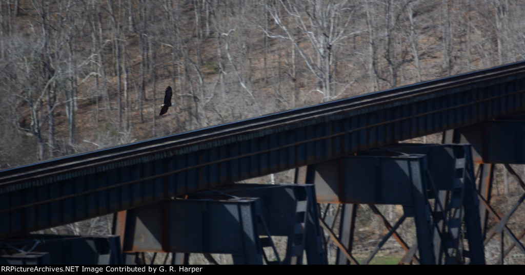 Eagle soars over the James River trestle.  Good entertainment waiting for the NS research and test train